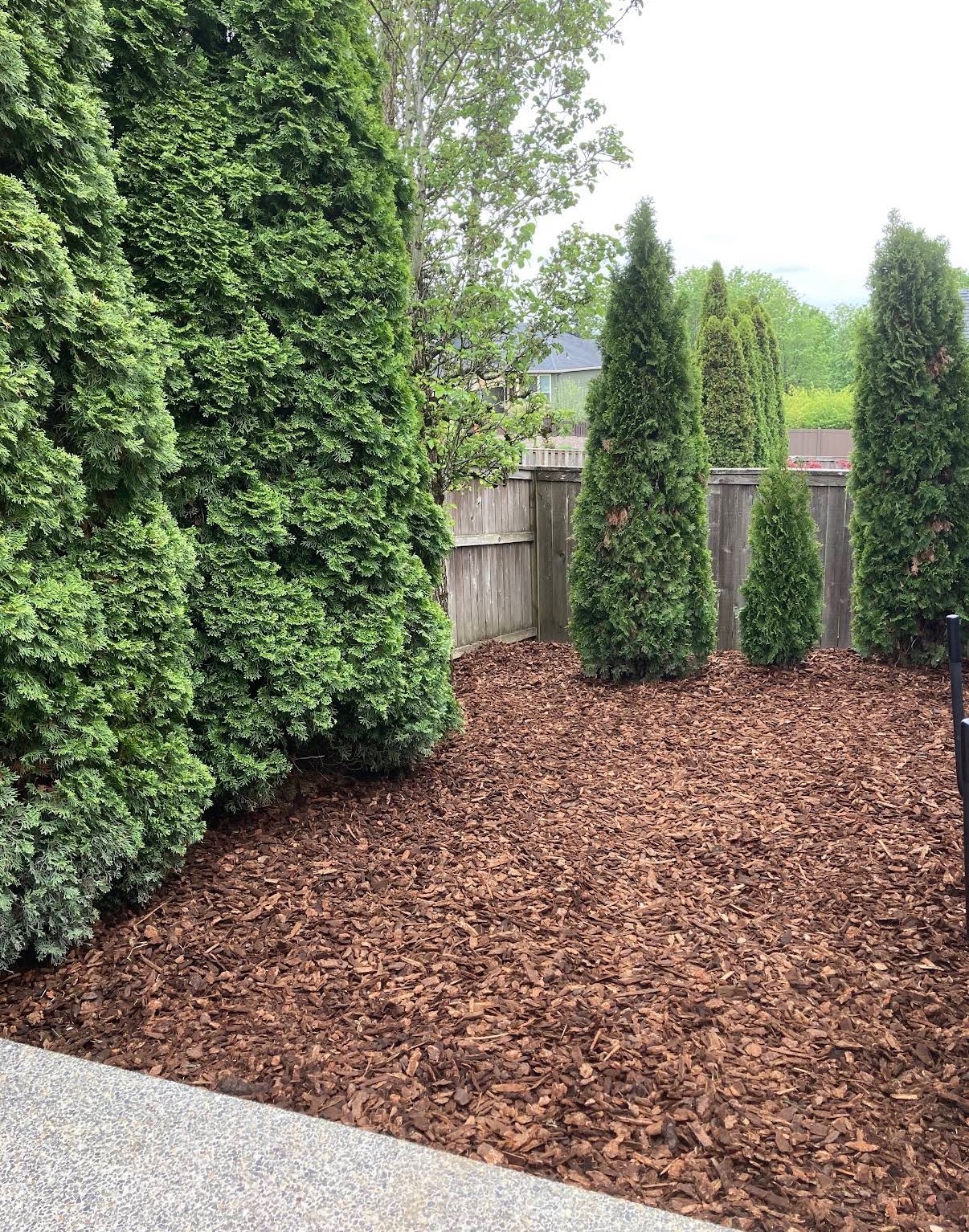 Privacy arborvitae hedge with freshly laid bark mulch