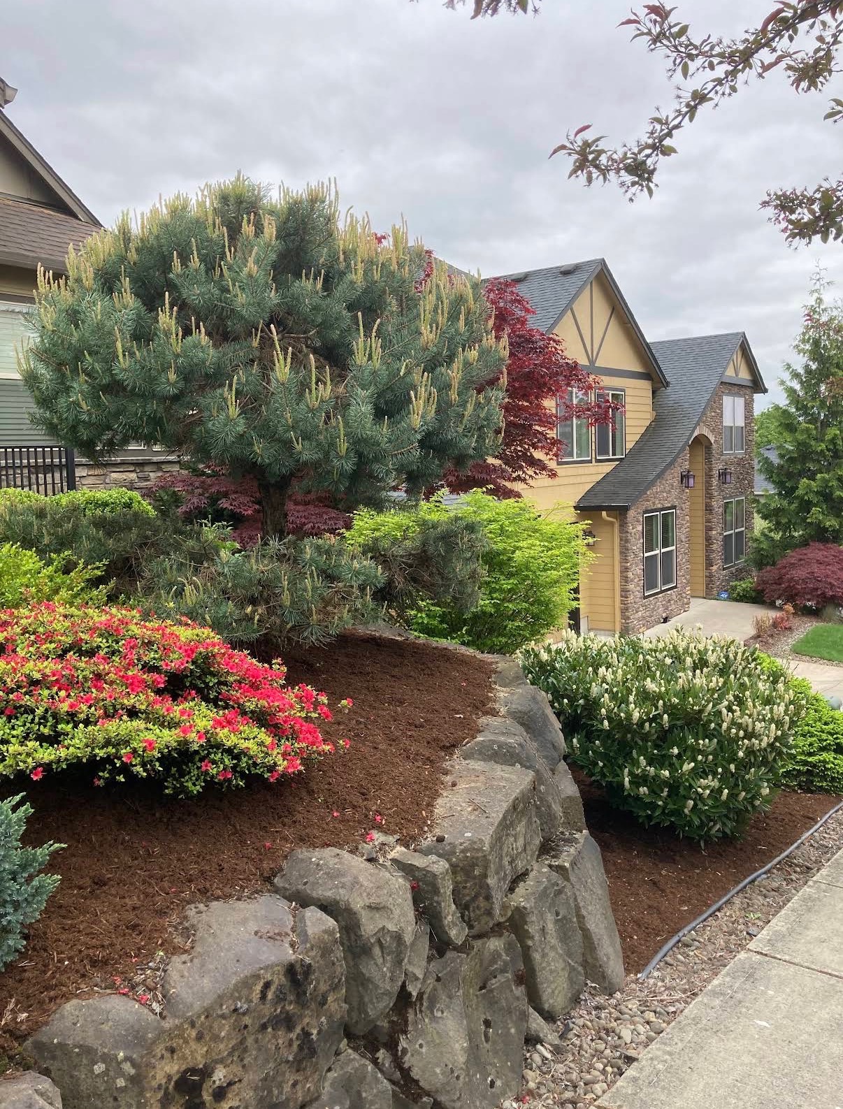 Front-yard berm with azaleas, ornamental pine, and stacked stone retaining wall