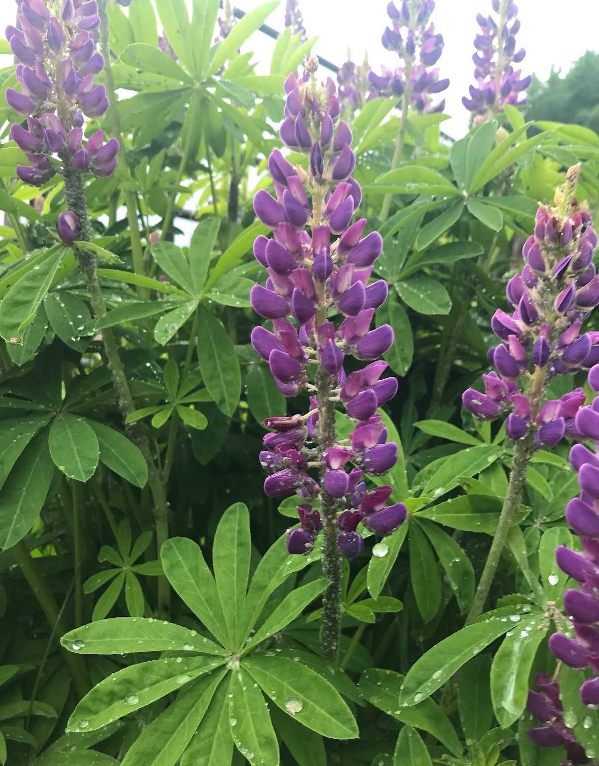 Purple lupines in full bloom after a Pacific Northwest rain