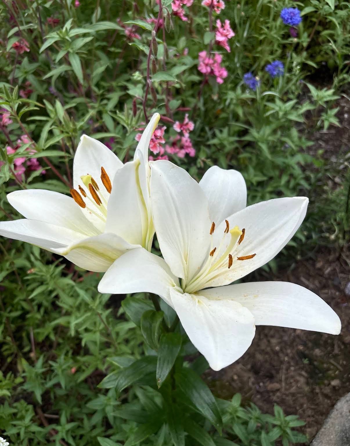 White lilies blooming in a mixed cottage-style flower bed